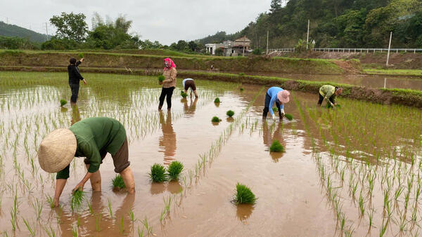 Xã Đình Lập đẩy mạnh sản xuất vụ xuân năm 2026