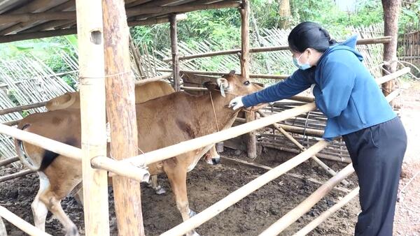 Xã Đình Lập triển khai tiêm phòng cho đàn gia súc, gia cầm đợt 1 năm 2026